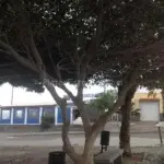 Ensalada de burgados del Kiosco El Socorro un plato estrella auténtico y autóctono.