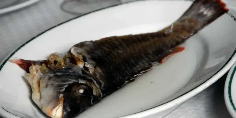 La vieja guisada el pescado por excelencia en Canarias al estilo La Pimienta